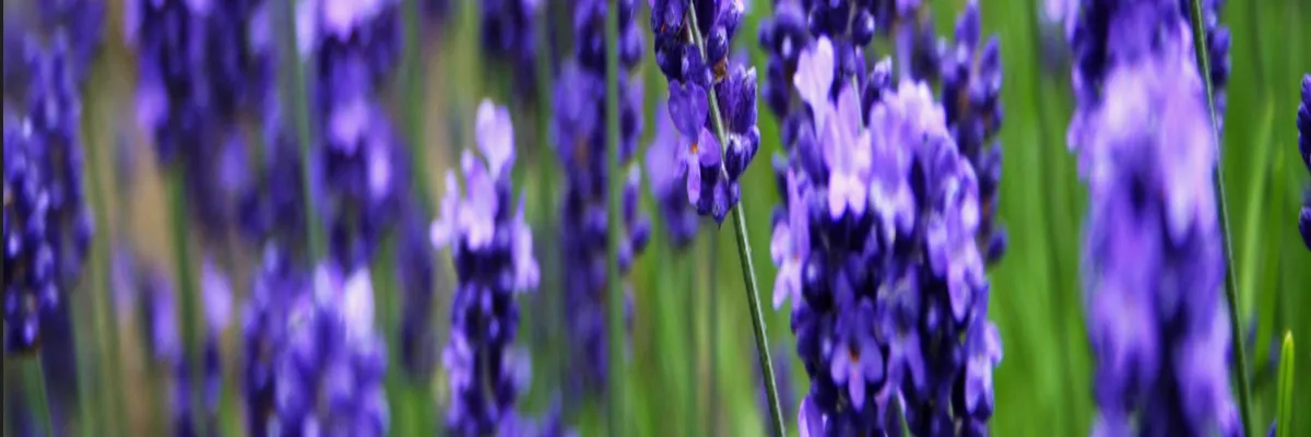 Image Rencontre femme cougar Grasse